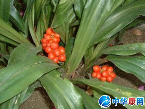 粤万年青:参芪降糖片拟中选全国中成药采购联盟集中采购