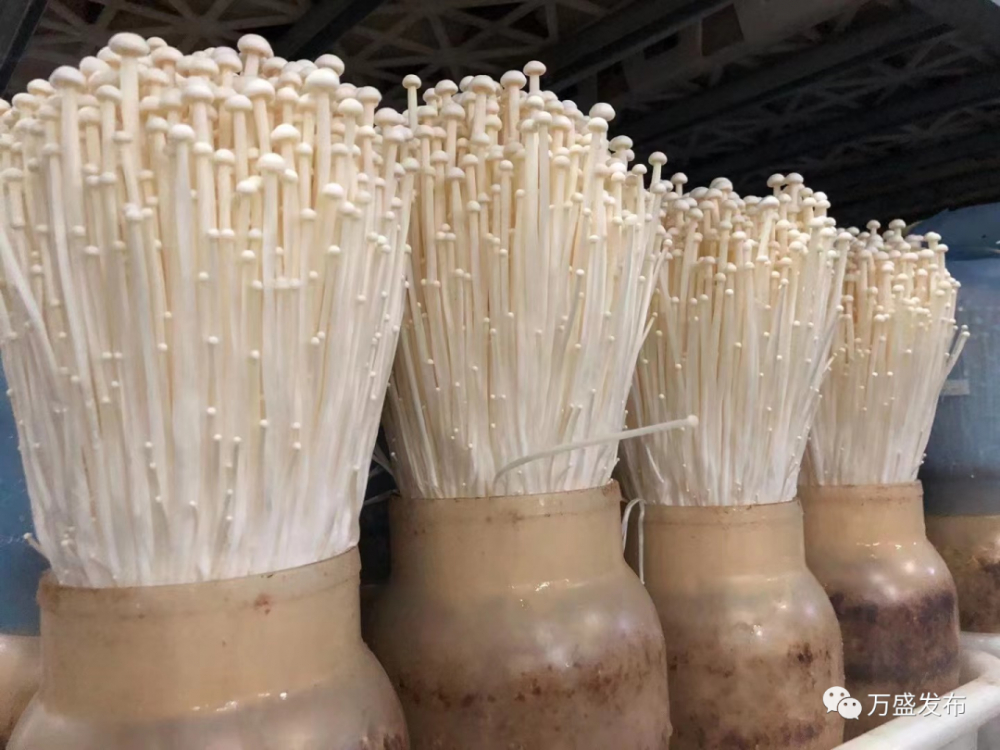 华绿生物:拟将原有金针菇生产线改造为鹿茸菇生产线