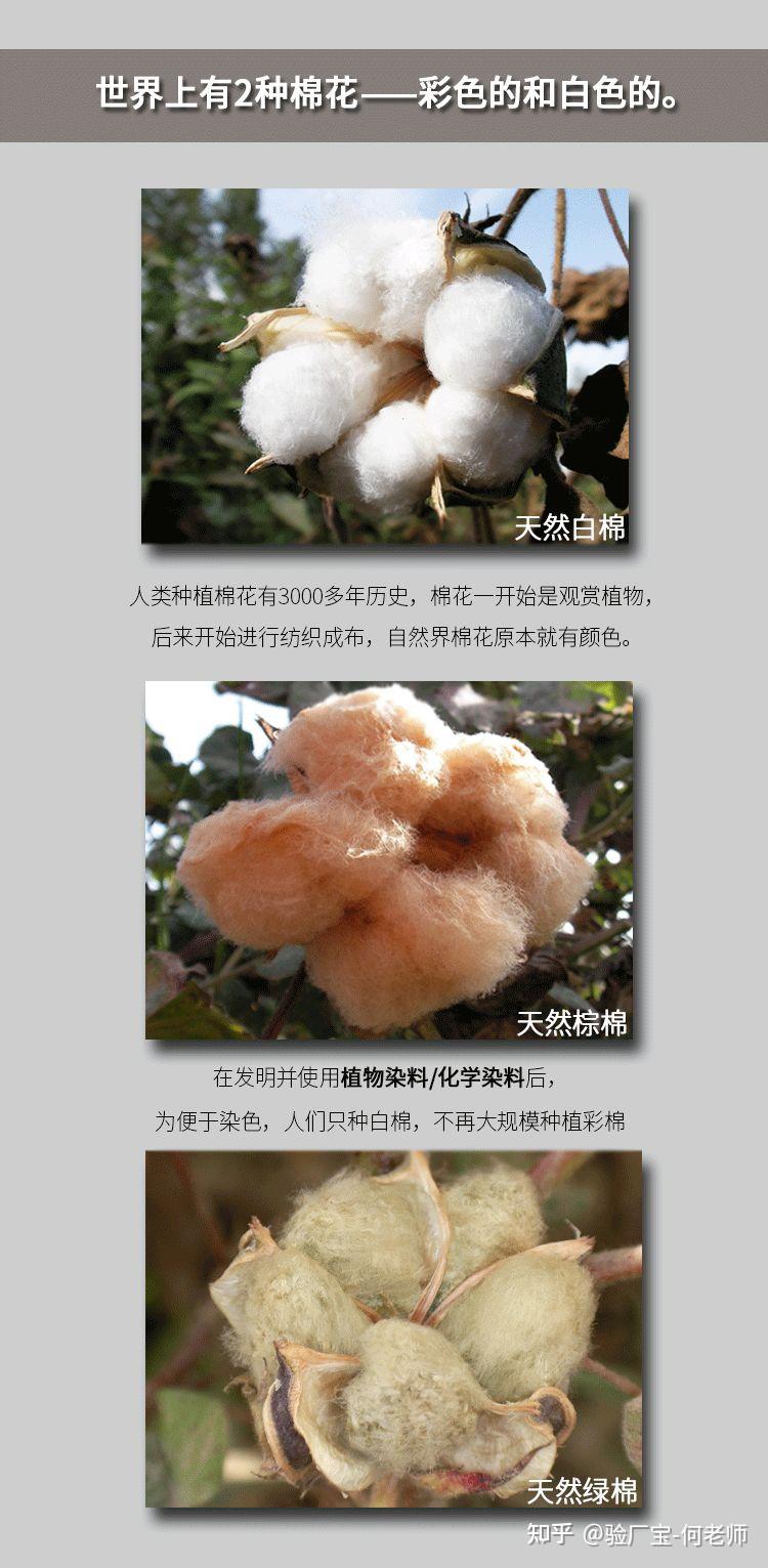 人保伴您前行,人保财险 _2026年全球抗虫性转基因棉花行业:政策松绑与绿色壁垒下的两极分化