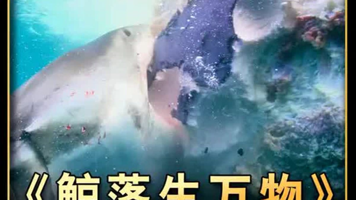 我科学家主导发现全球最深最大鲸类化石群和鲸落